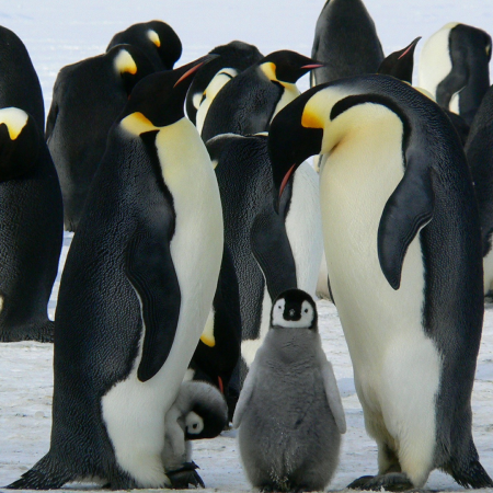 Pingüins emperador amb cries